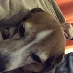 Meet your Posher, Audrey